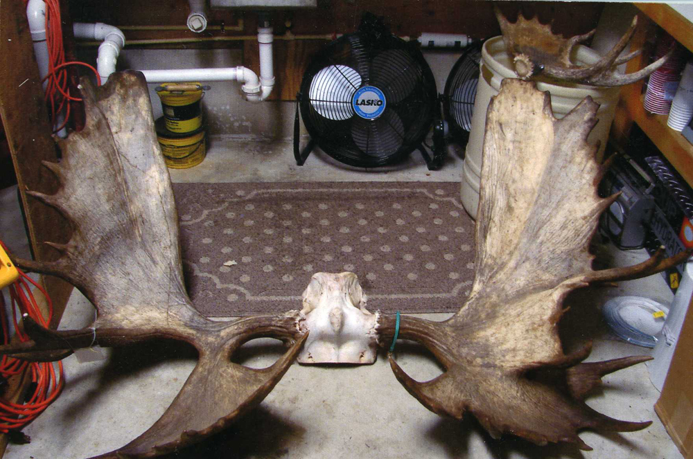 record alaska moose craig spence