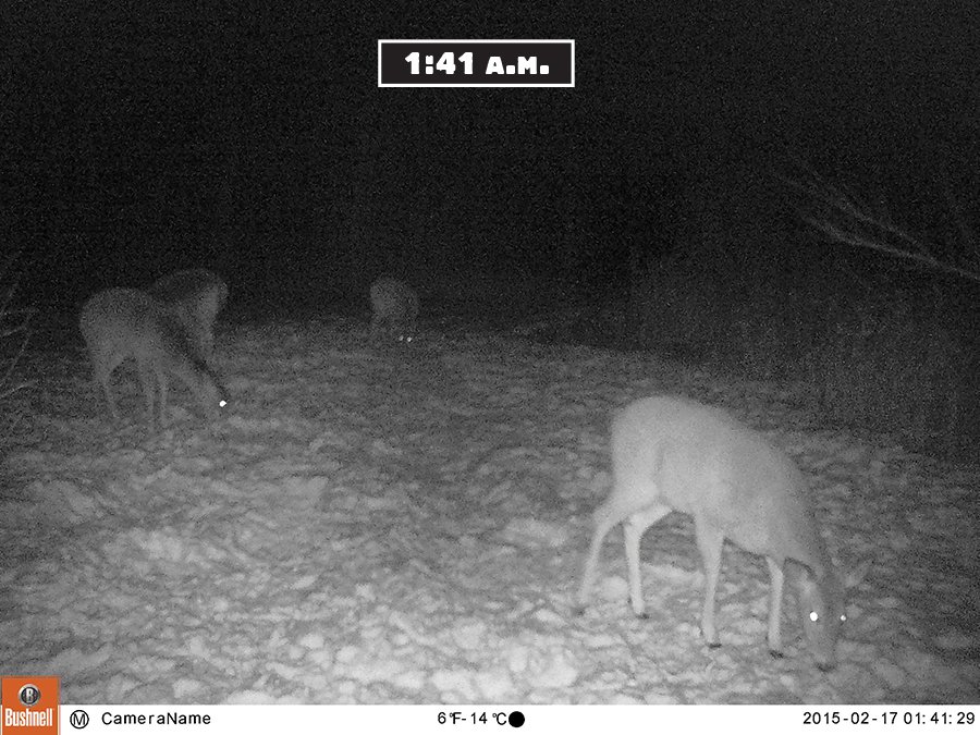 bushnell trail camera test