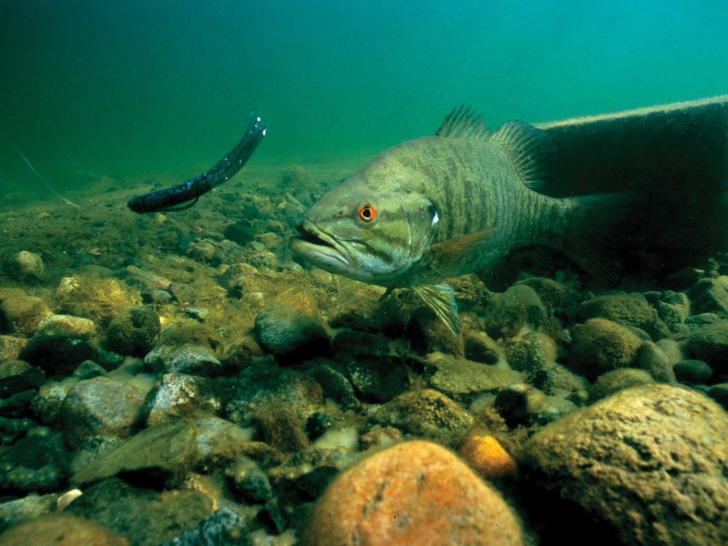 Super Floating Trout Worm: Green Leech