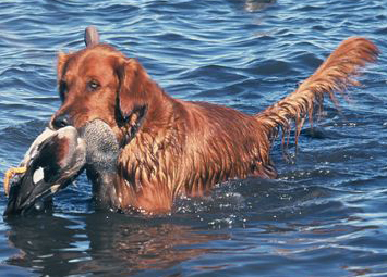httpswww.outdoorlife.comsitesoutdoorlife.comfilesimport2014importImage2008legacyoutdoorlifedog_Golden_Retriever.jpg