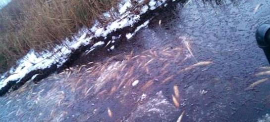 Winter Storm Fish Kill Shuts Down NC Speckled Trout Fishing