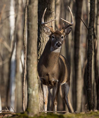 Public Land Deer Hunting: How to Save America’s Whitetail Woods