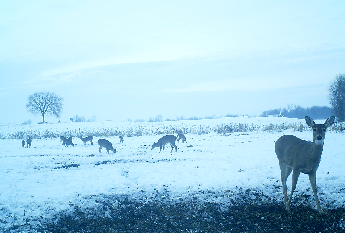 4 Ways to Fill the Freezer When Deer Season is Nearly Over