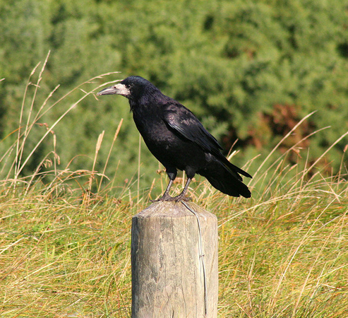 a rook on a fence post