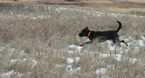 Training Tips: Teach Your Dog to Follow a Scent Trail