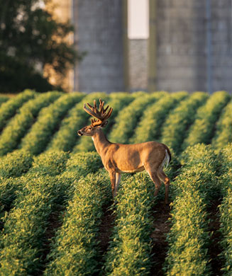Whitetail Hunting Tips: How to Hunt a Barnyard Buck