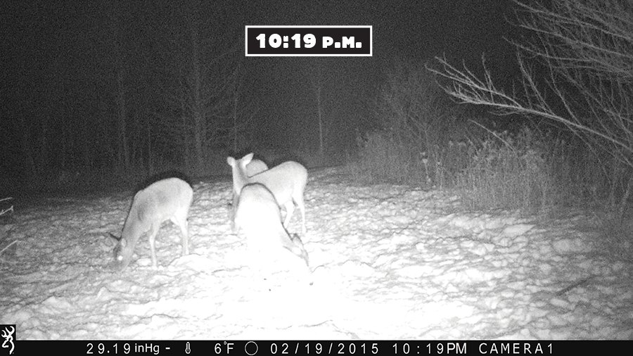 trail camera test
