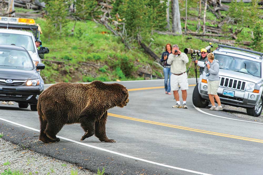 bear crossing a road as tourists look on
