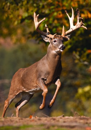 Whitetail Hunting Tips: Three Ways to Drive Deer Early in the Season