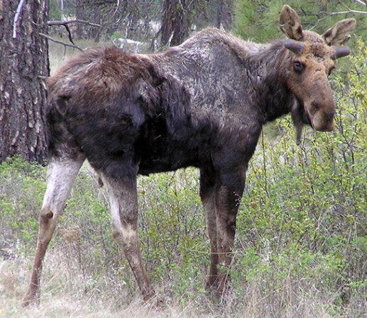 New Hampshire Moose In Trouble