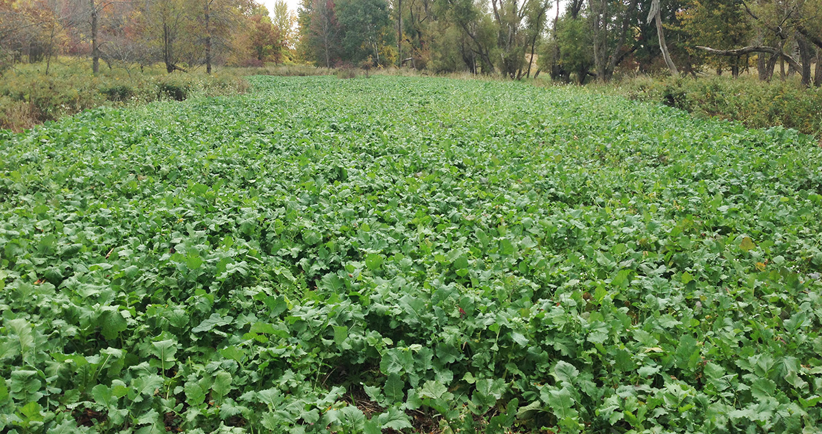 whitetail food plot