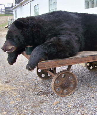 Photos: Two Monster Pennsylvania Bears From the 2011 Season