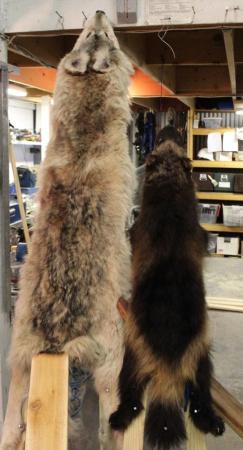 Predator Hunting and Trapping: How to Stretch Hides