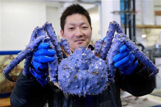 Purple Mutant King Crab Found in Russia’s Bering Sea
