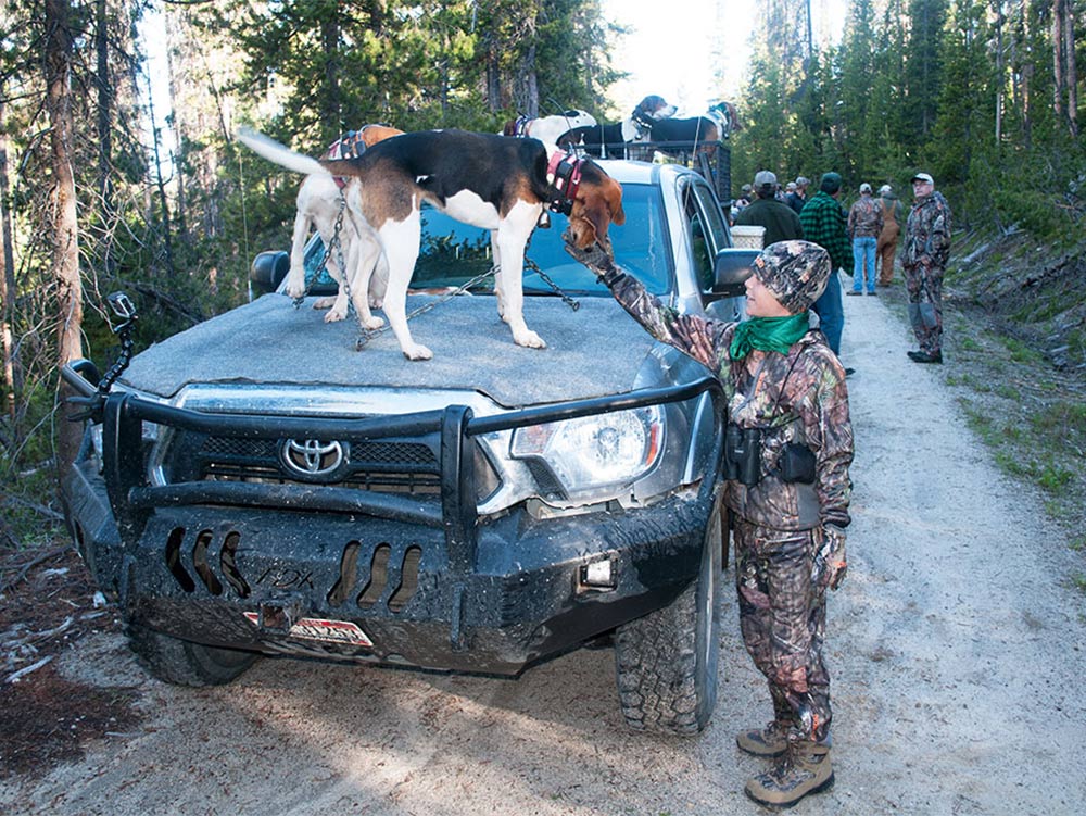 hunting dogs in truck during bear hunt