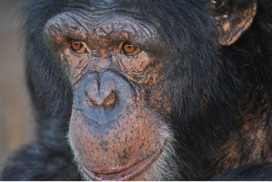 Volunteer Violently Attacked by Chimpanzees in South Africa