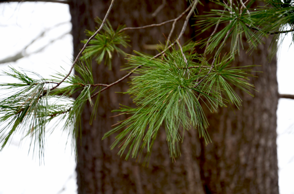 Survival Skills: How To Use White Pine For Food, Medicine and Glue