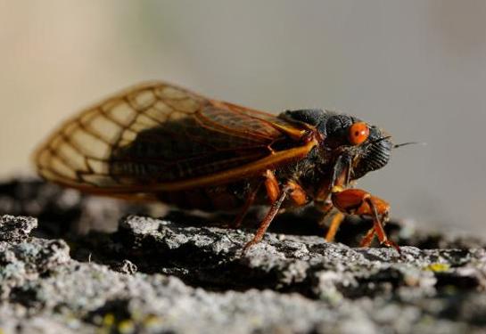 Survival Skills: 7 Savory Ways To Eat Cicadas
