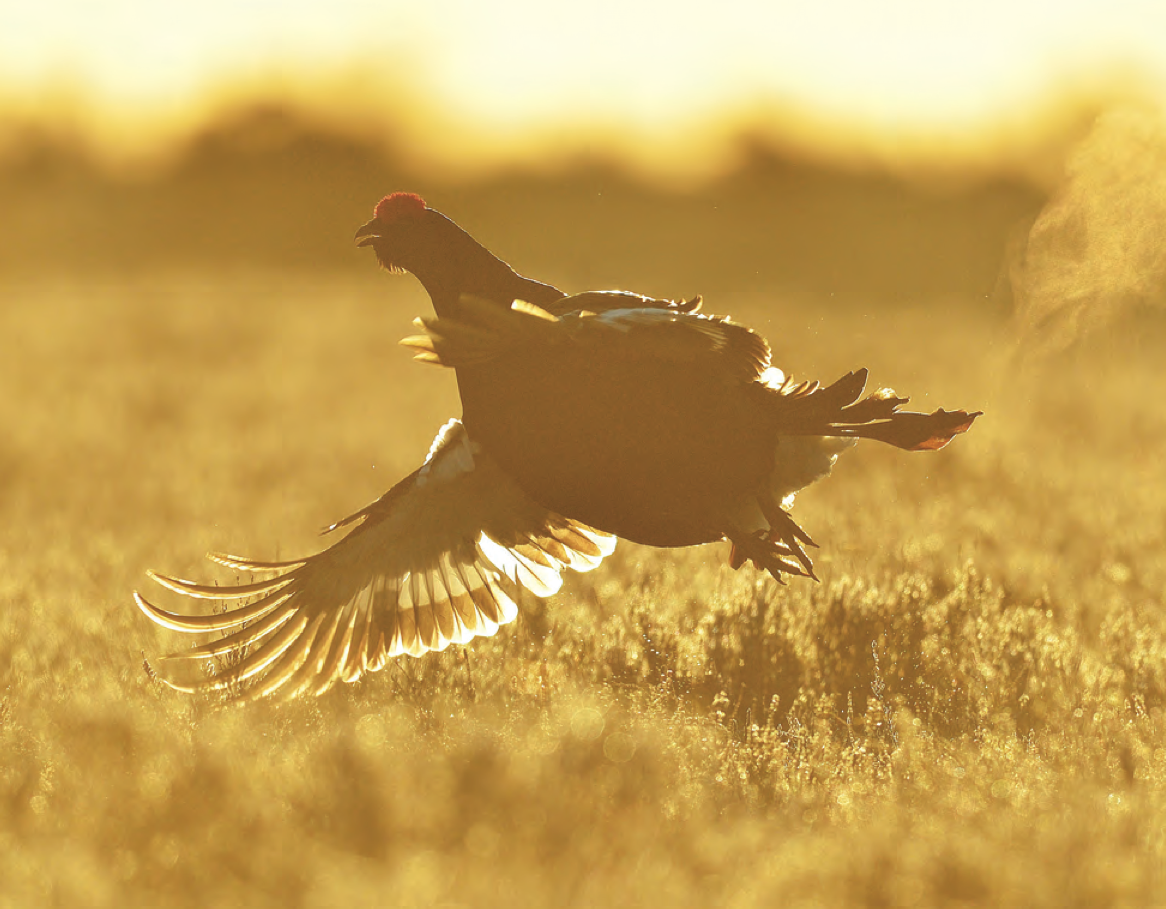 Tips and Tactics How to Hunt Grouse