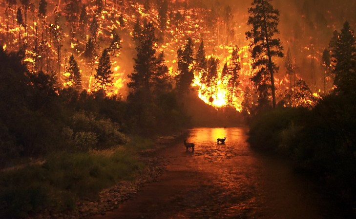Survival Skills: How to Survive a Wildfire