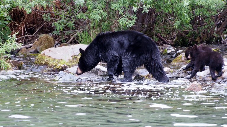 HSUS in Maine: Fighting Dirty to Gut Bear Hunting