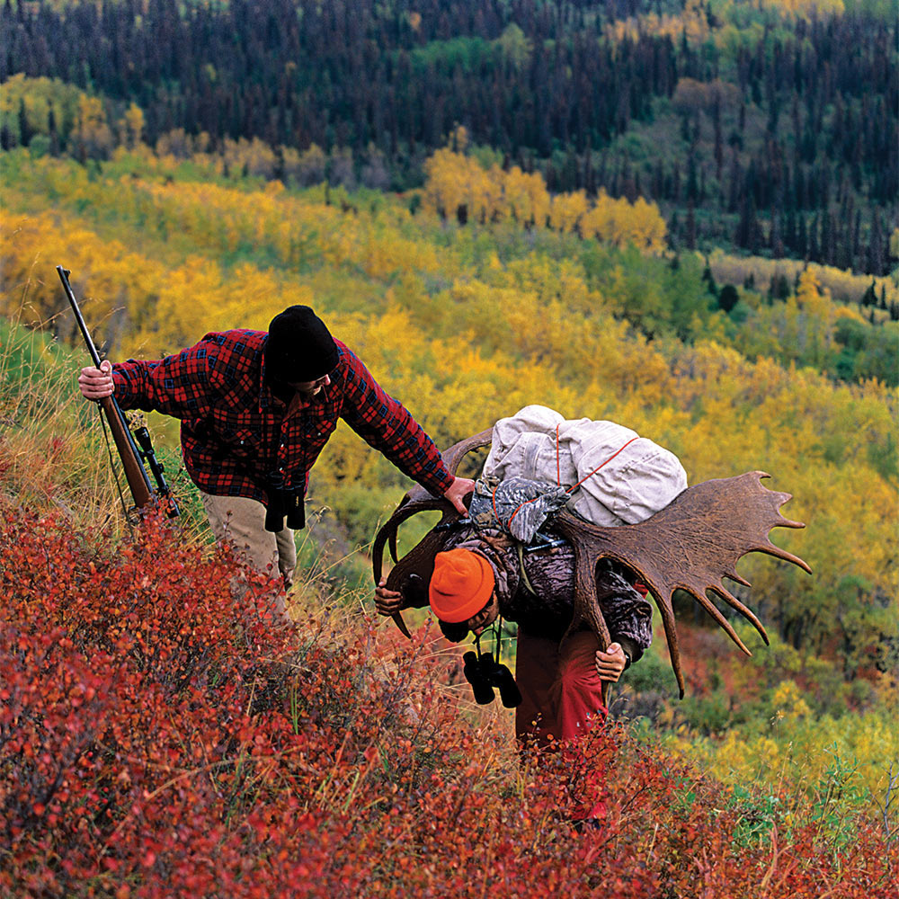 two hunters hauling moose through denali highway, alaska