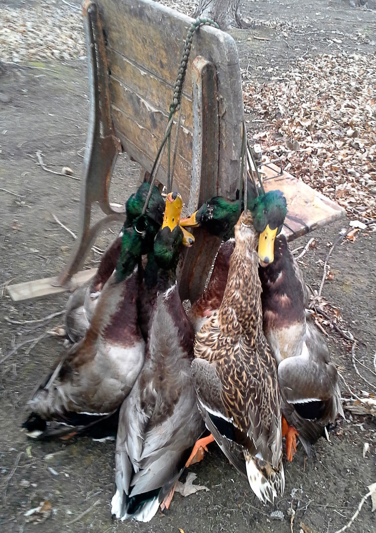 mallard ducks