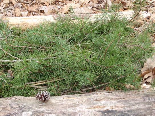 8 Ways to Use Evergreen Trees in a Survival Situation