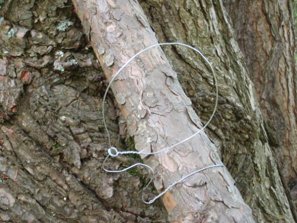 Survival Skills: How to Make a Squirrel Snare Trap