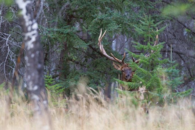How to Hunt Public-Land Elk in Dark Timber
