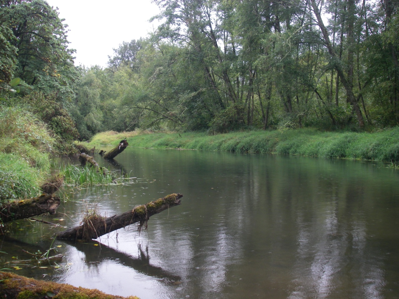Chub are essentially an indicator that the health of the Willamette River system is improving.