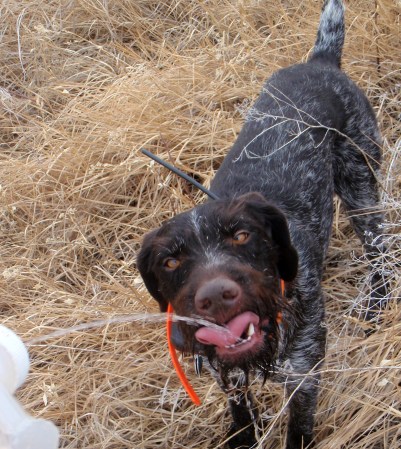 Gun Dog Manners: 4 Do’s and Don’ts for Human Hunters