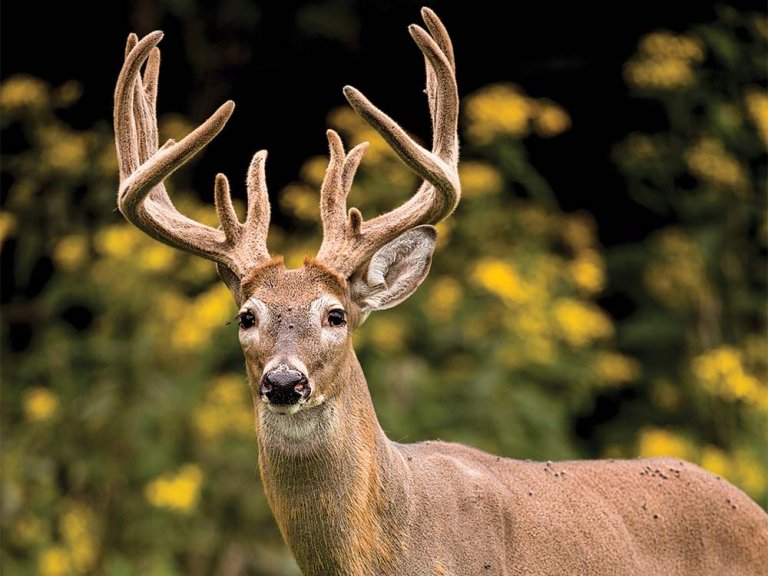 booner class buck in full velvet antlers