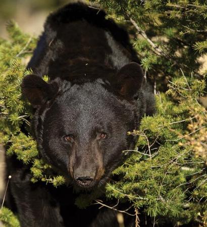 How to Hunt Bears Without Bait or Dogs