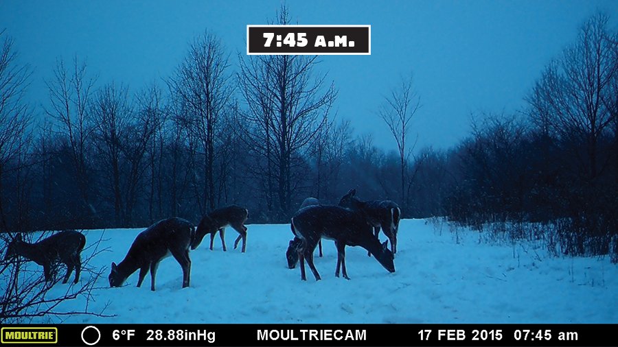 trail cam test