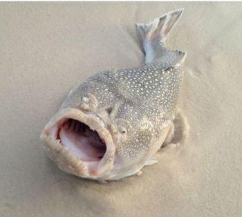 Angler Catches Freak Fish off Florida Beach