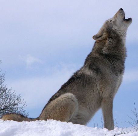 Wolf Hunt Canceled, Debate Rages On