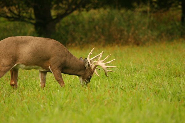 Whitetail Deer: Troubleshooting 4 Common Food-Plot Problems