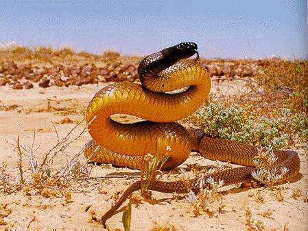 Australian Teenager Bitten by Deadliest Snake in the World, Survives