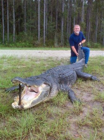 Giant 1,000-Pound Class Florida Gator