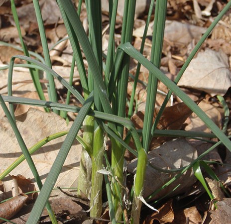 Survival Skills: Finding Winter's Wild Onions