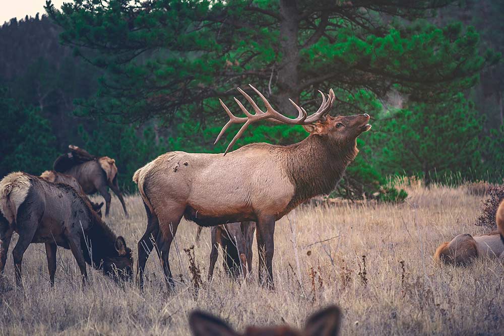 Elk bugling in a field.