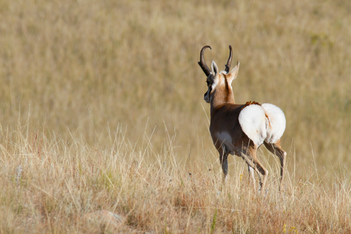 Ultimate Bucket List The 10 North American Hunts You Must Try Before