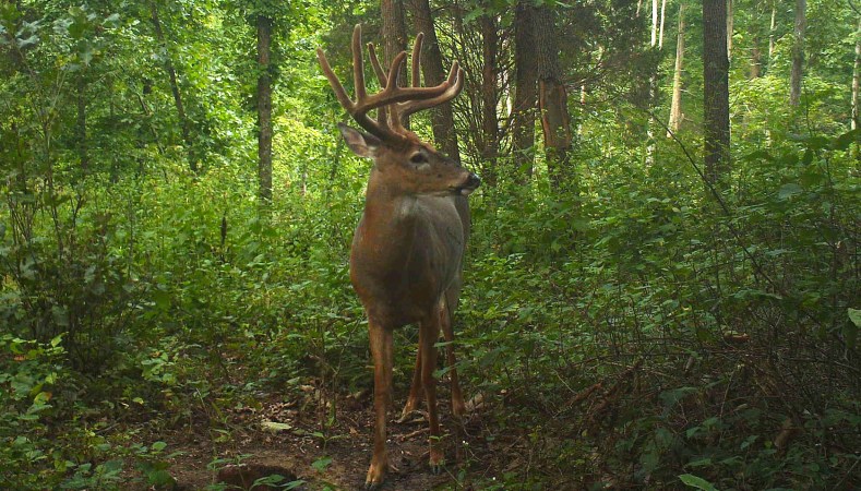 7 Steps for Taking Better Summer Trail Camera Photos