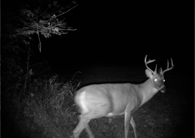 Whitetail Deer: Track the Rut by Interpreting Buck-Doe Chases