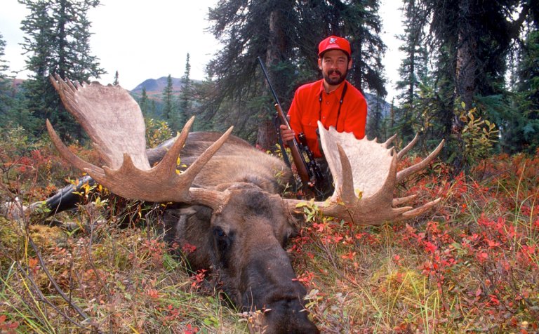 bull moose hunter