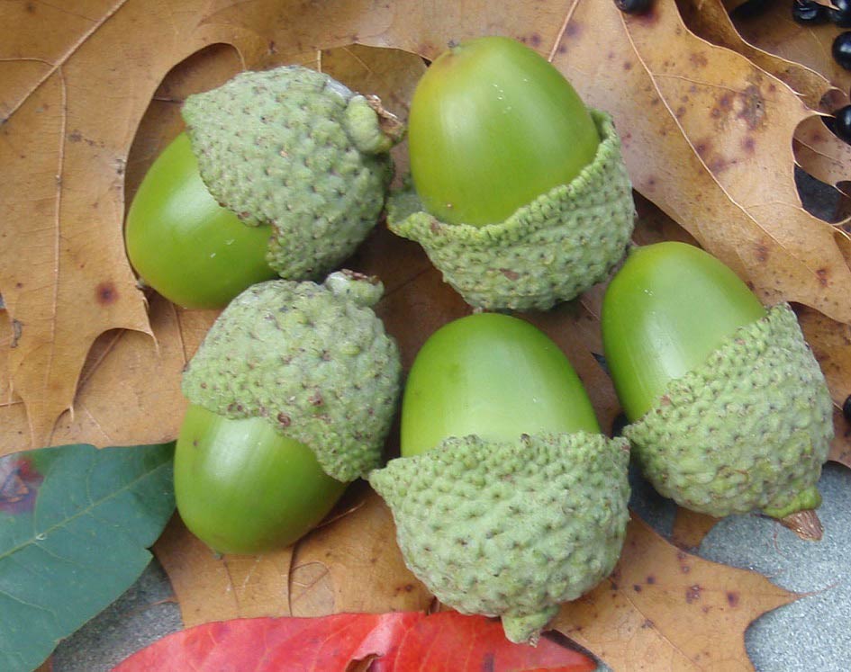 Acorns (Quercus genus)