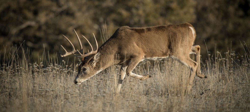 10 Myths About Whitetail Deer Movement