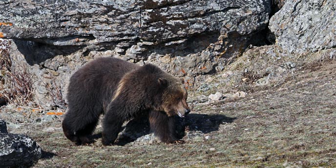 This Just In: Feds Plan to Delist Yellowstone Grizzlies—and Hunting Is a Possible Management Option