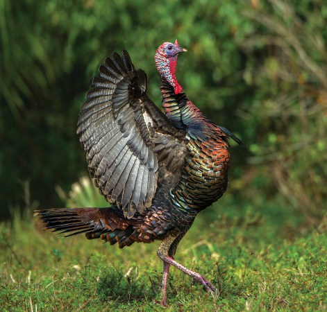 Swamp Gobblers: Kicking Off Spring With Florida Turkey Hunting